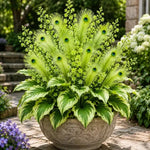 🏠🤗 Peacock Flame Hosta™ – Effortless Beauty For Shady Spaces💥 (1 flower bulb)