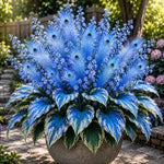 🏠🤗 Peacock Flame Hosta™ – Effortless Beauty For Shady Spaces💥 (1 flower bulb)