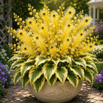 🏠🤗 Peacock Flame Hosta™ – Effortless Beauty For Shady Spaces💥 (1 flower bulb)