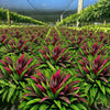 🔥 Last Day Sale Price | UV Resistant Artificial Fern And Red Dracaena