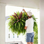 🔥 Last Day Sale Price | UV Resistant Artificial Fern And Red Dracaena