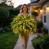 💛Glowing Boston Ferns with Lights – 🌿 Zero Watering, Zero Maintenance