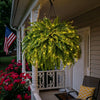 💛Glowing Boston Ferns with Lights – 🌿 Zero Watering, Zero Maintenance