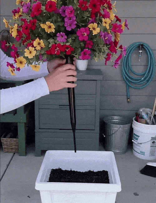 Turn Your Garden Into a Colorful Paradise